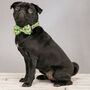 The Alderley Green Botanical Dog Collar Bow Tie, thumbnail 1 of 6