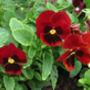 Flowers Pansy 'Red Blotch' Six X Plant Pack, thumbnail 5 of 5