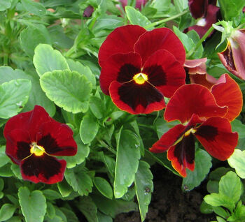 Flowers Pansy 'Red Blotch' Six X Plant Pack, 5 of 5