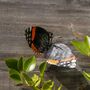 Recycled Metal Red Admiral Butterfly, thumbnail 1 of 2