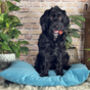Luxury Velvet Feather Filled Dog Bed Turquoise, thumbnail 1 of 11