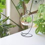 Diy Air Plant Terrarium Kit Hanging Terrarium Gift Forest Green, thumbnail 1 of 7