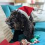 Christmas Stocking For Dogs, thumbnail 2 of 3