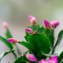 Christmas Cactus Pink 'Exotic Dancer' One X 15cm Pot, thumbnail 3 of 5