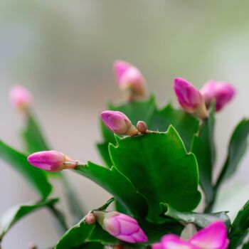 Christmas Cactus Pink 'Exotic Dancer' One X 15cm Pot, 3 of 5
