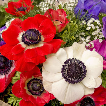 Spring Bulbs Anemone De Caen 24 X Bulb Pack, 2 of 6