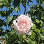 Climbing Rose Plant Rose 'Madame Alfred Carriere', thumbnail 2 of 5