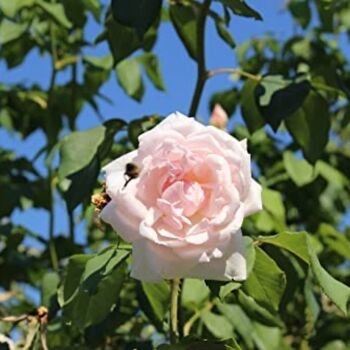 Climbing Rose Plant Rose 'Madame Alfred Carriere', 2 of 5