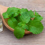 Herb Plants Spearmint In 9cm Pots, thumbnail 1 of 7