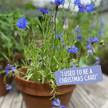 'Sow This Is Christmas' Plantable Christmas Card, 7 of 9