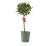 Bay Tree Standard – 90cm Tall In Decorative Pot, thumbnail 1 of 4
