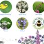 Wildflower Seeds For Bees Pack Of Three, thumbnail 7 of 9