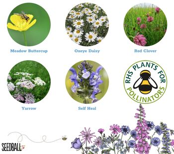 Wildflower Seeds For Bees Pack Of Three, 7 of 9