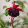 Garden Perennial Fuchsia 'Blacky' One X One Litre Pot, thumbnail 2 of 2