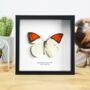 Great Orange Tip Insect Bug Moth Butterfly Box Frame Entomology Taxidermy Interior Design Modern Home Decor Wall Hanging Gift Ornament, thumbnail 1 of 4