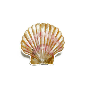 Scallop Shell Sticker, 2 of 4