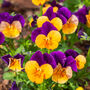 Pansy 'Purple And Orange' 20 X Full Plant Pack, thumbnail 4 of 5