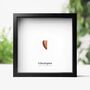 Velociraptor Tooth Box Frame Real Authentic Jurassic Dinosaur Fossil Museum Quality Natural History Interior Design Home Decor Display Gift Ornament, thumbnail 1 of 4