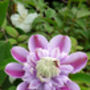 Clematis Josephine, Personalised Plant Gift, thumbnail 1 of 3