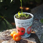 Tomato Plant Pot Anniversary Or Valentine Gift, thumbnail 1 of 6