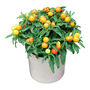 Christmas Ornamental Solanum One Litre Pot, thumbnail 1 of 2