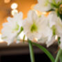 Amaryllis Bulbs 'White' Two X Bulb Pack, thumbnail 7 of 8