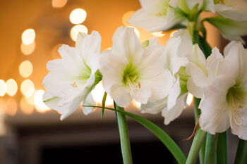 Amaryllis Bulbs 'White' Two X Bulb Pack, 7 of 8