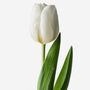 White Hot Dutch Tulip Fresh Bouquet, thumbnail 3 of 4