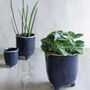 Ink Tulip Cup Planters, thumbnail 1 of 1