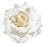 Hybrid Tea Rose Plant 'Silver Anniversary', thumbnail 1 of 6