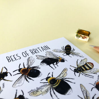 Bees Of Britain Illustrated Postcard, 10 of 11