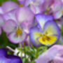 Pansy 'Water Colours Mix' 20 X Full Plant Pack, thumbnail 4 of 7