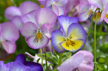Pansy 'Water Colours Mix' 20 X Full Plant Pack, 4 of 7