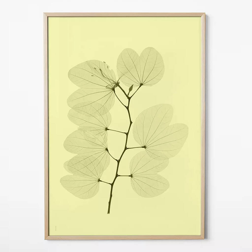 The Inner Essence Of Plants Orkidebauhinia Xl Print, 1 of 3