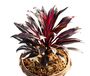 Houseplant Cordyline 'Strawberry Queen' 15cm Pot, thumbnail 1 of 5