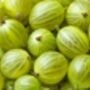 Gooseberry Plants, 'Leveller', thumbnail 3 of 7
