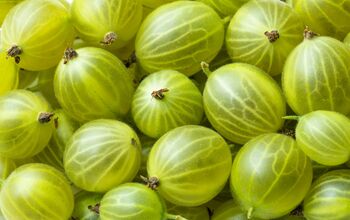 Gooseberry Plants, 'Leveller', 3 of 7