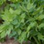 Herb Plants Lovage In 9cm Pots, thumbnail 4 of 7