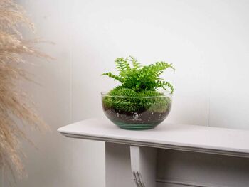 Terrarium Kit With Fern For Beginners | 'Galway', 4 of 9