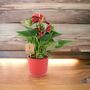 Red Flamingo Flower Anthurium In 12cm Pot, thumbnail 9 of 9