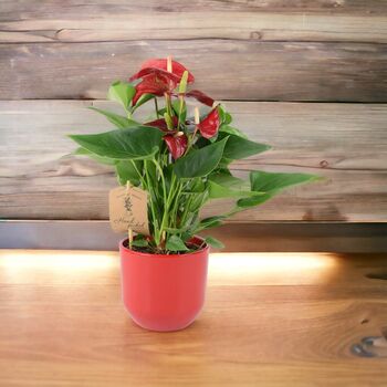 Red Flamingo Flower Anthurium In 12cm Pot, 9 of 9