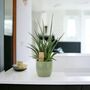 Sansevieria Punk Plant In 12cm Pot Air Purifying, thumbnail 6 of 7