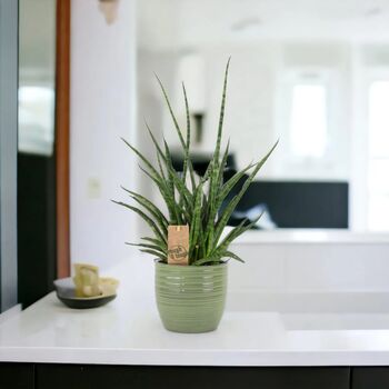 Sansevieria Punk Plant In 12cm Pot Air Purifying, 6 of 7