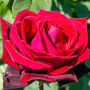 Hybrid Tea Rose 'Deep Secret' One X Bare Rooted Plant, thumbnail 1 of 2