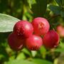 Fruit Plants Blueberry 'Pink Lemonade' One X 2 L Pot, thumbnail 1 of 5