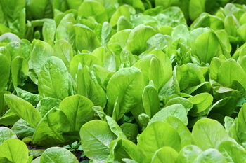 Spinach 'Renegade' Six X Plug Plant Pack, 4 of 6