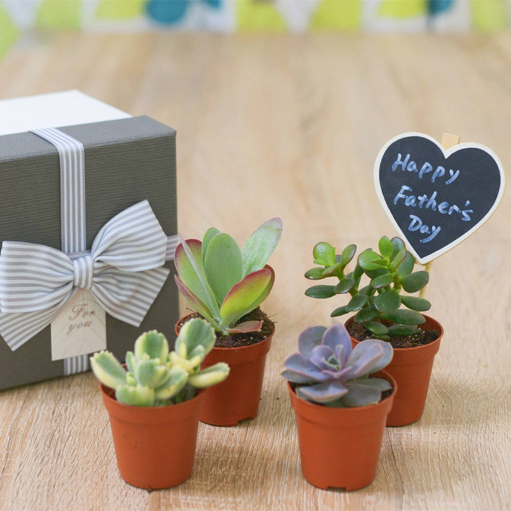 Succulents Or Cacti House Plant Father's Day Gift Box By
