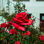 Hybrid Tea Rose 'Fragrant Cloud' Plant 5 L Pot, thumbnail 2 of 6