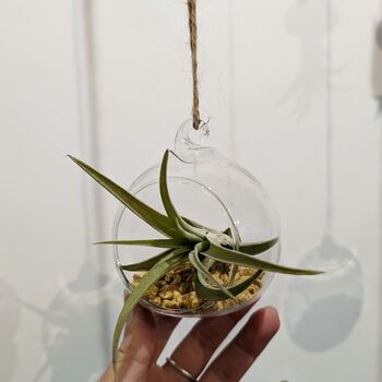 Airplant In Glass Bauble Open Terrarium, 10 of 11