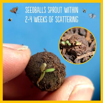 #Savethebees Wildflower Gifts: Set Of Six Bee Friendly Seed Balls, 4 of 9